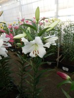 [4178 Fastrada VH No101.JPG]